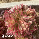 Aeonium Pink Witch Clustering - Image 2