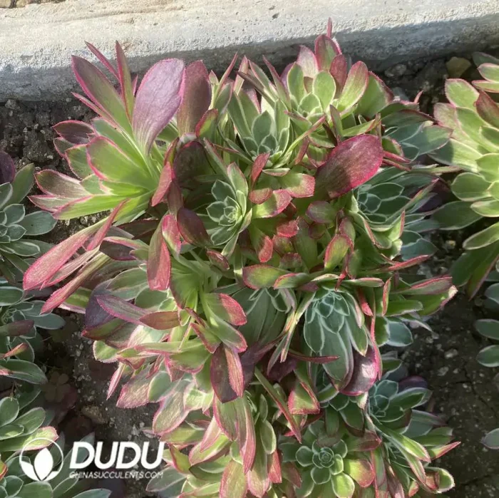 Aeonium Peach Beauty (Green Qing Cheng) - Image 2