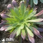 Aeonium Green Huansha Clustering - Image 2