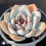 Echeveria Snow Angel - Image 2
