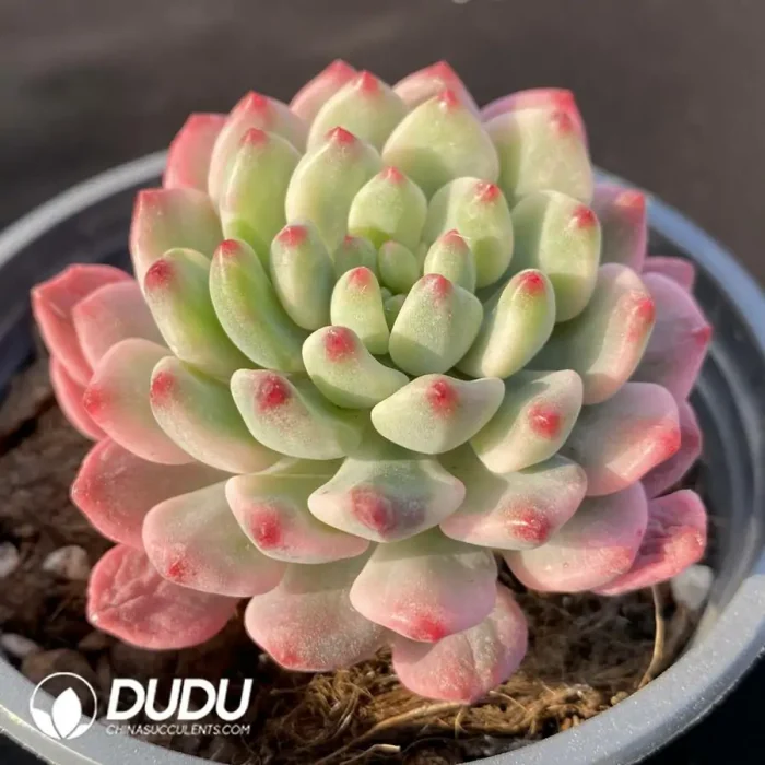 Echeveria Blue Apple Variegated - Image 2