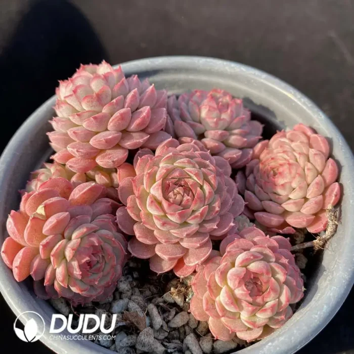 Echeveria Small Red Envelope Clustering - Image 2