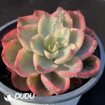 Echeveria No trace Of Tears - Image 2