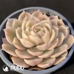 Echeveria Onslow Variegated - Image 2