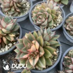 Echeveria Monocerotis Variegated（Double/Three Head） - Image 2