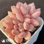 Echeveria Zelda Double Head - Image 2
