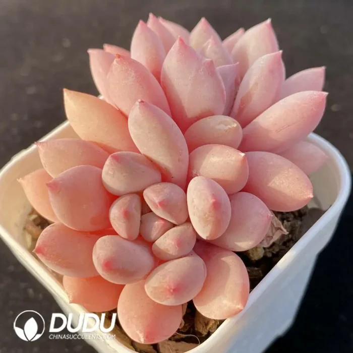 Echeveria Zelda Double Head - Image 2