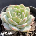 Echeveria Sea Salt Mint - Image 2