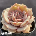 Echeveria Pink Butterfly - Image 2
