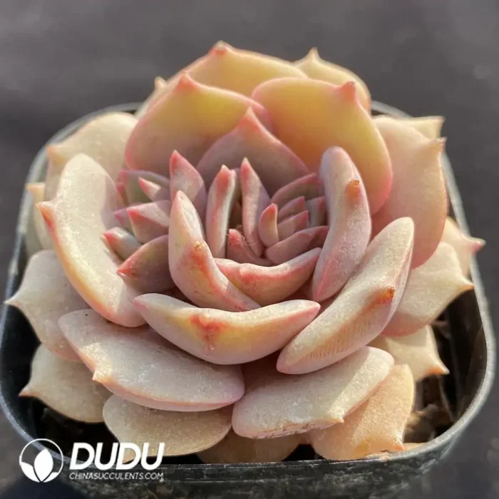 Echeveria Pink Butterfly - Image 2
