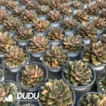 Echeveria Monocerotis Variegated - Image 2