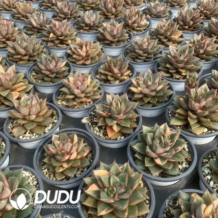 Echeveria Monocerotis Variegated - Image 2