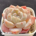 Echeveria Monroe Hybrid - Image 2
