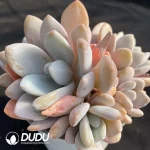 Graptoveria Pink Bunny Cluster - Image 2