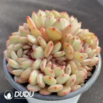 Echeveria Goldfinch Cluster - Image 2