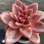 Echeveria Abundant Rose - Image 2