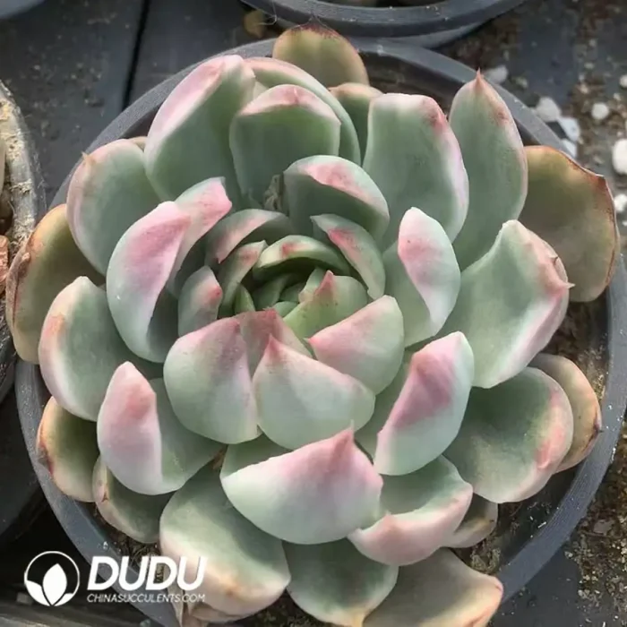 Echeveria Crystal Lovers Variegated - Image 2