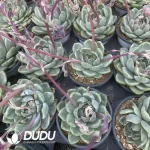 Echeveria Black Crystal Variegated - Image 2