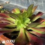 Aeonium Plum Purdy Clustering - Image 2
