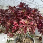 Aeonium Chanel Clustering - Image 2