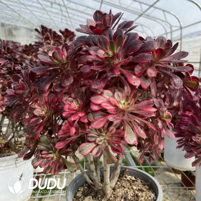 Aeonium Chanel Clustering - Image 2