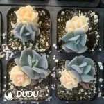 Echeveria Cubic Frost Yin Yang Variegated - Image 2