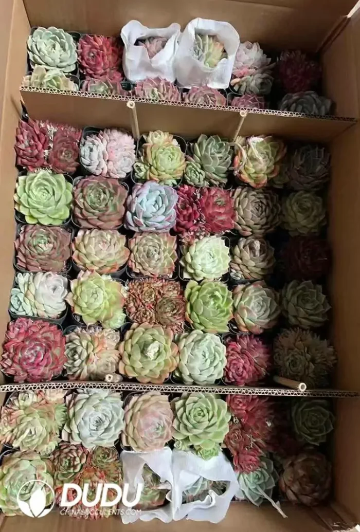 Mix 54pcs Echeveria Agavoides Collocation - Image 2