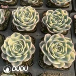 Echeveria Lenore Dean Variegated - Image 2