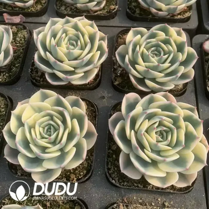 Echeveria Lenore Dean Variegated - Image 2