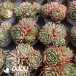 Echeveria Butterfly Flying 4 Heads Variegated Clustering - Image 2