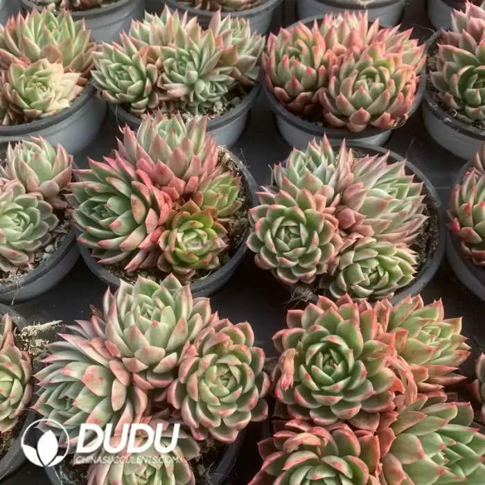 Echeveria Butterfly Flying 4 Heads Variegated Clustering - Image 2