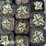 Agave parryi truncata variegated - Image 2