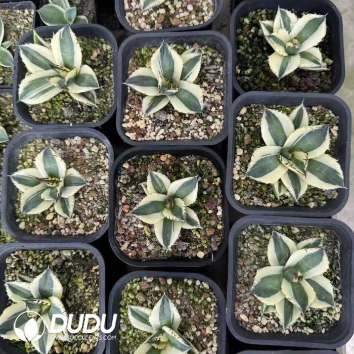 Agave parryi truncata variegated - Image 2