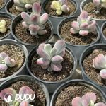 Pachyphytum Ura Milk Clustering - Image 2