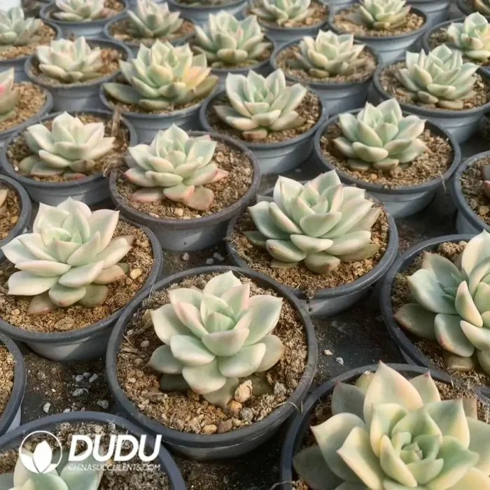 Echeveria premera Variegated - Image 2