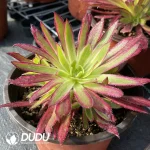 Aeonium Peacock Variegated Clustering - Image 2