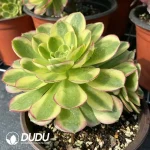 140MM Aeonium Halloween White Variegated Clustering - Image 2