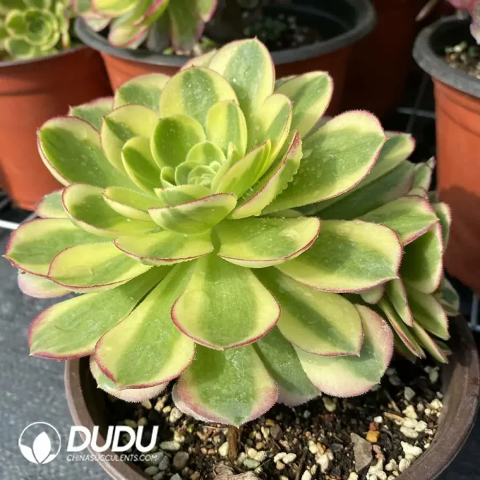 140MM Aeonium Halloween White Variegated Clustering - Image 2