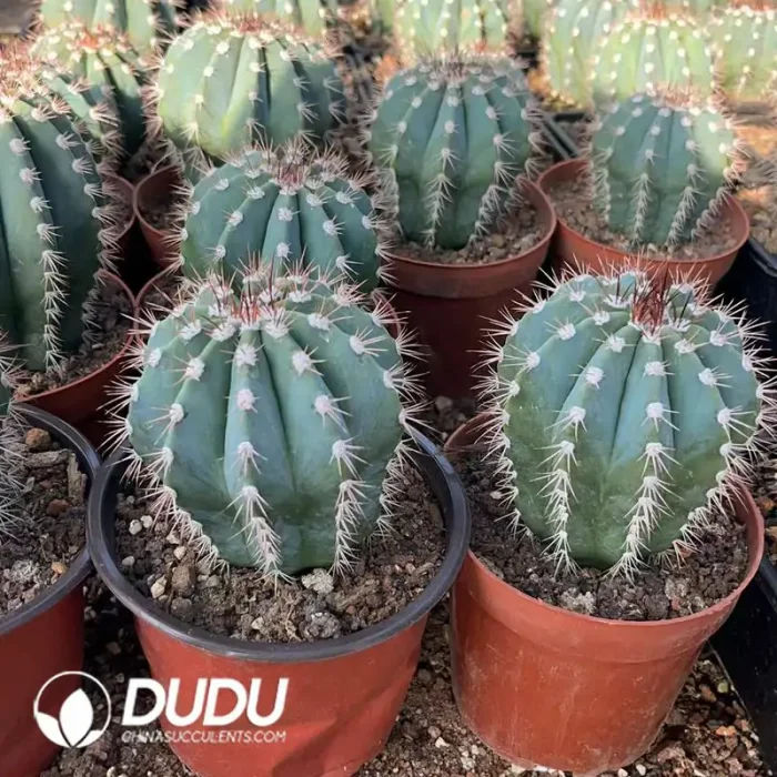 Melocactus Azureus - Image 2