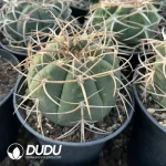 Gymnocalycium Cardenasianum - Image 2