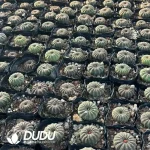 Frailea Big Type - Image 2