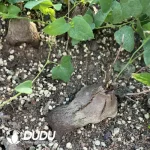 Dioscorea elephantipes (elephant's foot vine ) - Image 2