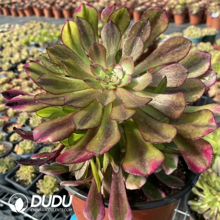 Aeonium Zhurong Clustering - Image 2