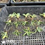 Agave Titanota - Image 2