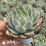 Echeveria Hera Variegated - Image 2