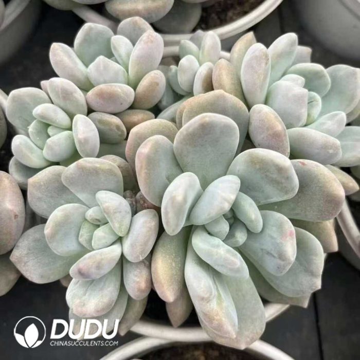 Echeveria Ice Orange Monstrose Clustering - Image 2