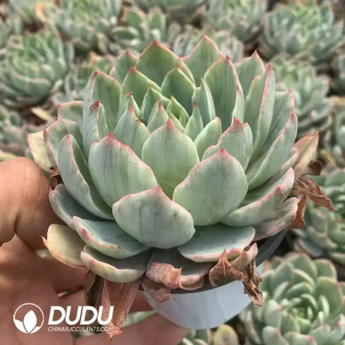 Echeveria Hera Variegated - Image 2