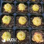 Echeveria Duruo Jenny - Image 2
