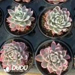 Echeveria Violet Variegated - Image 2