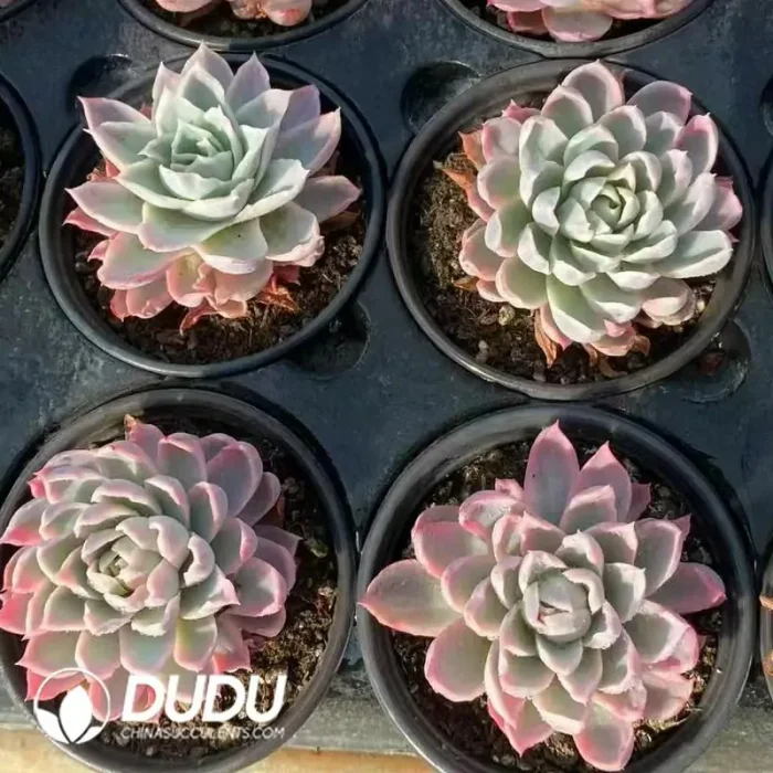 Echeveria Violet Variegated - Image 2